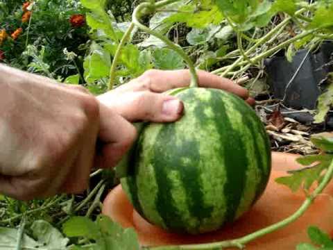 how to know when to pick a watermelon off the vine