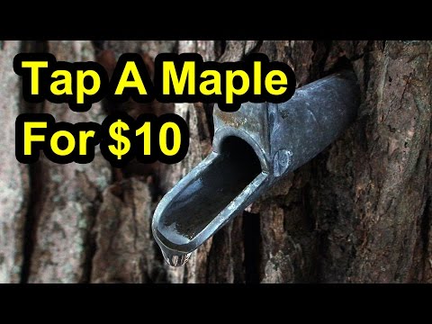 how to collect maple syrup