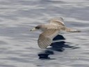 Cetaceans in Canary islands Cetaceans in Canary islands