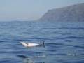 Cetaceans in Canary islands