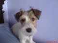 my puppie scoobie doo