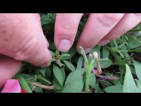 how to harvest petunia seeds