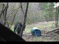 Alberta Black Bear Bowhunting