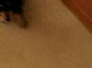 Osky chases me