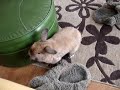 Stewie binkies Stewie binkies