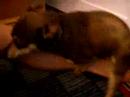 Chihuahua Playboy smieszne Chihuahua Playboy smieszne