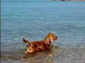 Mal� al mare: non agitate mai un legnetto...