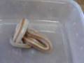 videos de Énigma mange.wmv