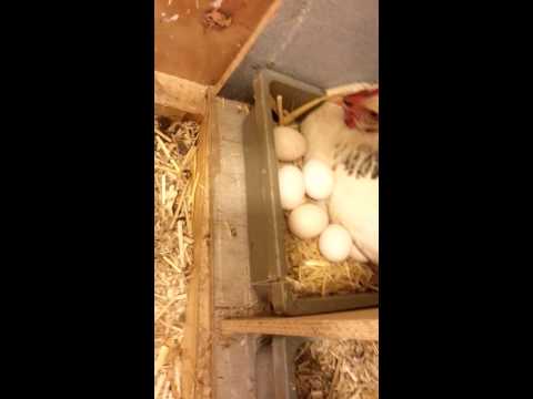 how to fertilize heather