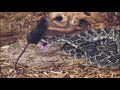 I Was Bitten - Mouse vs. Rattlesnake, Super Slow Motion!