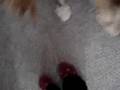 videos de Moko and Mochi greet