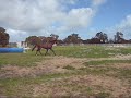 horse-and-cat-playing-parelli-at-liberty-together.html