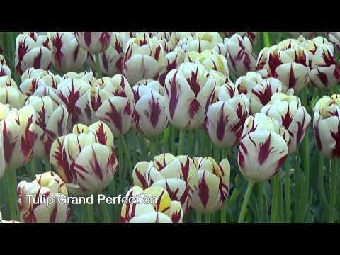 tulip perfection grand bulbs