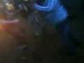 DANTHRAX Hip Hop Style