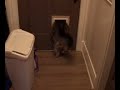 Funny Big Cat & Kitten Through the Cat Door Funny Big Cat & Kitten Through the Cat Door