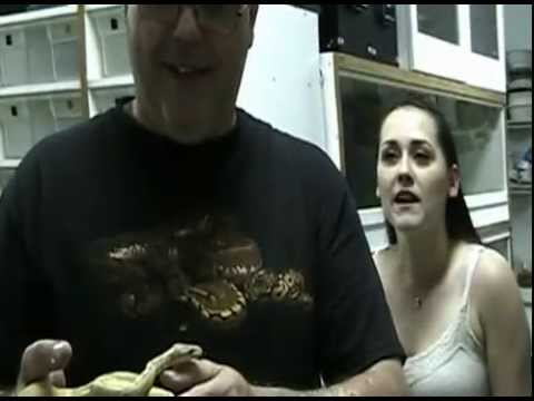 how to properly pick up a ball python