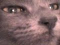Mi loca gata maya