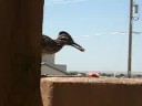Roadrunners Love Hamburger 2