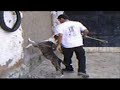 Andre Damasceno - Adestrador - Fortaleza Andre Damasceno - Adestrador - Fortaleza