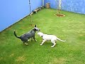 Dogo argentino brincando com Blue Heeler