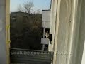 Котэ Паркурист (parkour Cat)