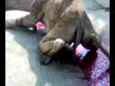 Gulshan 13D Camel is being sacrificed flv