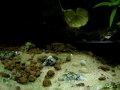 Movie short highlighting a rare moment, the emergence of the freshwater crab (Trichodactylus sp. 