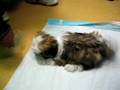 Shih Tzu video