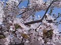 Sakura in the wind Sakura in the wind
