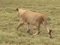 Ngorongoro Lion Pride after dinner play part2