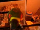 Stan eating crickets 2