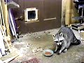 Racoon Racoon