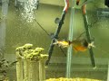 Piranha eats goldfish