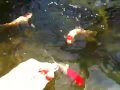 videos de Our Pond