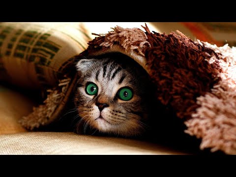 Cute and Funny Cat Videos πto Keep You Smilingππ±β€#3