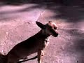 perro cantando