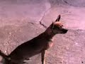 perro cantando