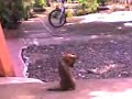 perro cantando