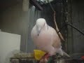Palomino
