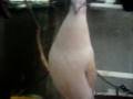 videos de Palomino