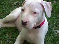 Dogorescue Argentin Dog Fajtament? Egyes�let - 2008