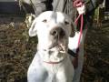 Dogorescue Argentin Dog Fajtamentő Egyesület - 2008