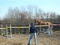 Oshja (Juventus X Purioso X Concorde)