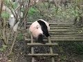 Pandabär kratzt sich Popsch