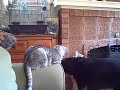 Egyptian Mau and Rottweiler bird watching Egyptian Mau and Rottweiler bird watching
