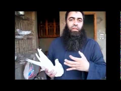 الحمام المصري - الصوافه - الجزء الثاني Egyptian pigeon -SAFI- Part 2