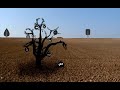 \"Net Country\" by Zoid und Morgu3