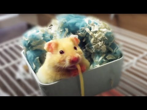 how to dye pasta to eat