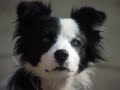 border collie sheepdog   amazing cute puppy movie trailer