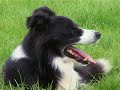 border collie sheepdog   amazing cute puppy movie trailer